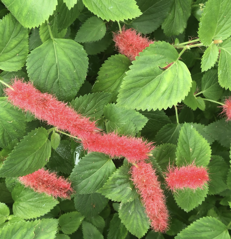 一张红尾铁苋的图片，长得很像狗尾巴草，但是粉红色的