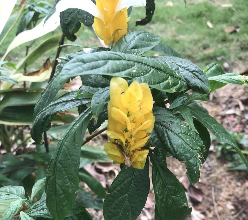 一张金苞花的图片，黄色的话，花朵很像一只虾